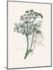 Caraway (Carum Carui) Medical Botany-John Stephenson and James Morss Churchill-Mounted Photographic Print