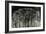 Carbon Forest-Jodi Maas-Framed Giclee Print