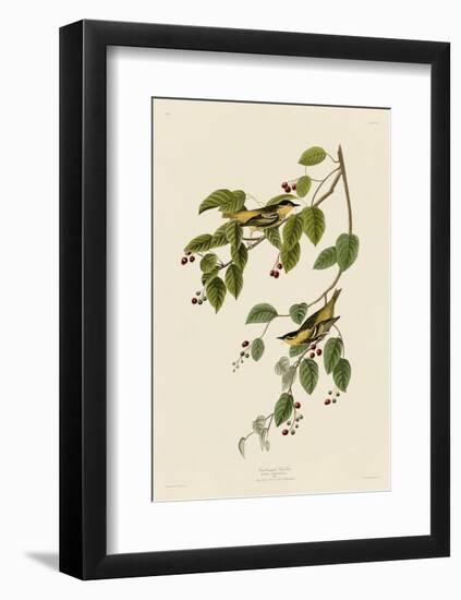 Carbonated Warbler-John James Audubon-Framed Art Print