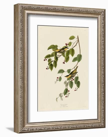 Carbonated Warbler-John James Audubon-Framed Art Print