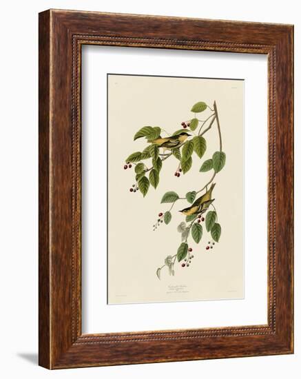 Carbonated Warbler-John James Audubon-Framed Art Print