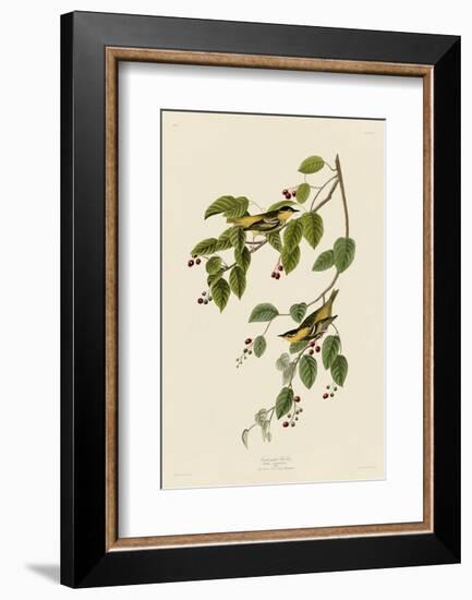 Carbonated Warbler-John James Audubon-Framed Art Print