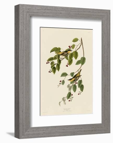 Carbonated Warbler-John James Audubon-Framed Art Print