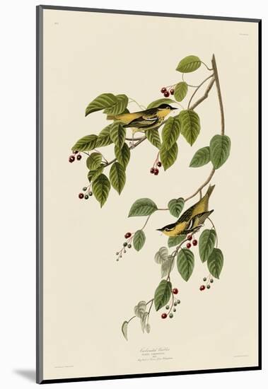 Carbonated Warbler-John James Audubon-Mounted Art Print