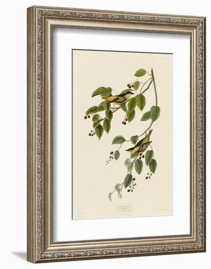 Carbonated Warbler-John James Audubon-Framed Giclee Print