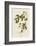 Carbonated Warbler-John James Audubon-Framed Giclee Print