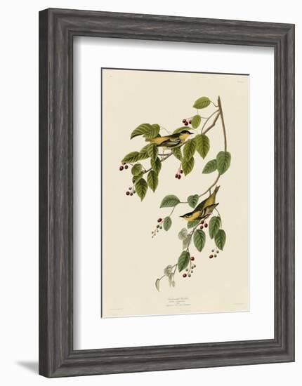 Carbonated Warbler-John James Audubon-Framed Giclee Print