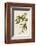 Carbonated Warbler-John James Audubon-Framed Giclee Print