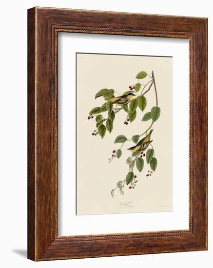 Carbonated Warbler-John James Audubon-Framed Giclee Print