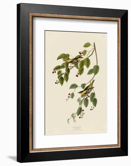 Carbonated Warbler-John James Audubon-Framed Giclee Print