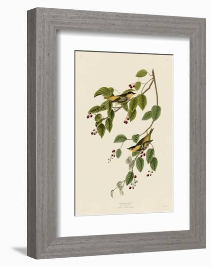 Carbonated Warbler-John James Audubon-Framed Giclee Print