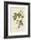 Carbonated Warbler-John James Audubon-Framed Giclee Print