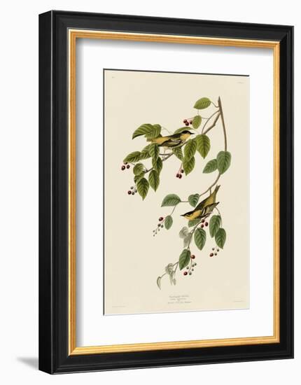 Carbonated Warbler-John James Audubon-Framed Giclee Print