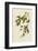 Carbonated Warbler-John James Audubon-Framed Giclee Print