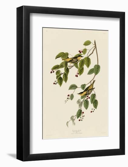 Carbonated Warbler-John James Audubon-Framed Giclee Print