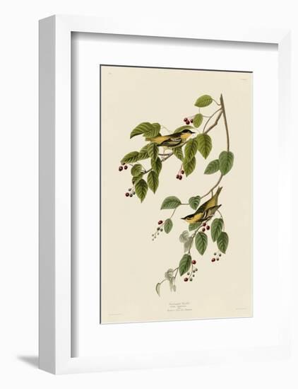 Carbonated Warbler-John James Audubon-Framed Giclee Print