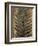 Carboniferous Fossil Fern-Kevin Schafer-Framed Premium Photographic Print