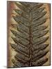 Carboniferous Fossil Fern-Kevin Schafer-Mounted Photographic Print