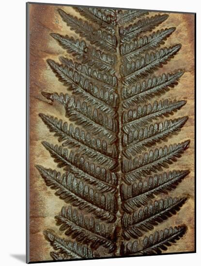 Carboniferous Fossil Fern-Kevin Schafer-Mounted Photographic Print
