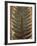 Carboniferous Fossil Fern-Kevin Schafer-Framed Photographic Print