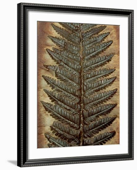 Carboniferous Fossil Fern-Kevin Schafer-Framed Photographic Print