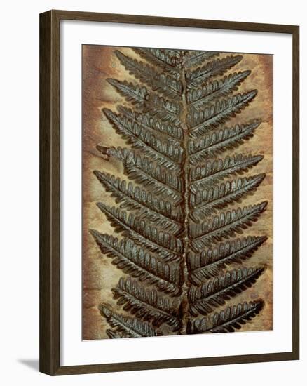 Carboniferous Fossil Fern-Kevin Schafer-Framed Photographic Print