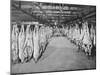 Carcases of Meat Hang from Hooks in the Huge Refrigerated Rooms of the Chicago Stockyards-null-Mounted Photographic Print