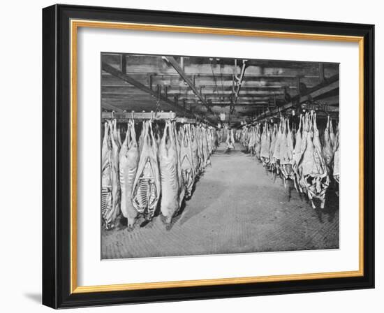 Carcases of Meat Hang from Hooks in the Huge Refrigerated Rooms of the Chicago Stockyards-null-Framed Photographic Print