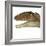 Carcharodontosaurus Dinosaur Head-Stocktrek Images-Framed Art Print