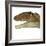 Carcharodontosaurus Dinosaur Head-Stocktrek Images-Framed Art Print