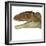 Carcharodontosaurus Dinosaur Head-Stocktrek Images-Framed Art Print