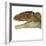 Carcharodontosaurus Dinosaur Head-Stocktrek Images-Framed Art Print