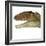 Carcharodontosaurus Dinosaur Head-Stocktrek Images-Framed Art Print