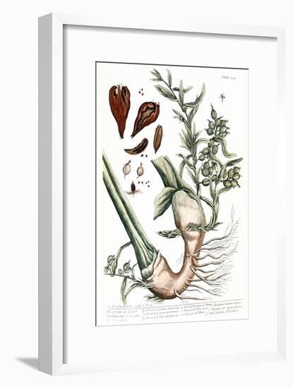 Cardamom, 1735-Elizabeth Blackwell-Framed Giclee Print