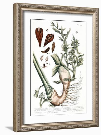 Cardamom, 1735-Elizabeth Blackwell-Framed Giclee Print