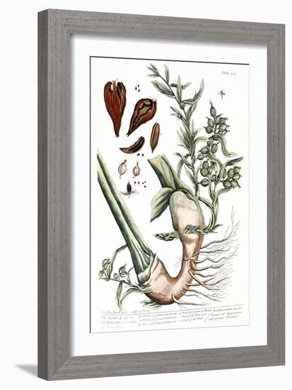 Cardamom, 1735-Elizabeth Blackwell-Framed Giclee Print