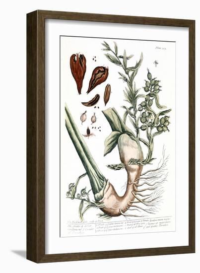 Cardamom, 1735-Elizabeth Blackwell-Framed Giclee Print