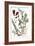 Cardamom, 1735-Elizabeth Blackwell-Framed Giclee Print