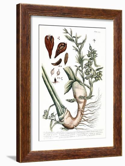 Cardamom, 1735-Elizabeth Blackwell-Framed Giclee Print