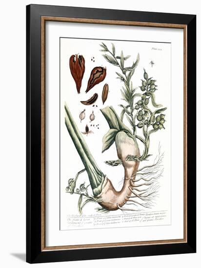 Cardamom, 1735-Elizabeth Blackwell-Framed Giclee Print