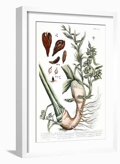 Cardamom, 1735-Elizabeth Blackwell-Framed Giclee Print