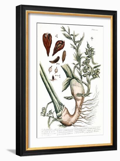 Cardamom, 1735-Elizabeth Blackwell-Framed Giclee Print