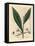 Cardamom, Elettaria Cardamomum-James Sowerby-Framed Premier Image Canvas