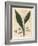 Cardamom, Elettaria Cardamomum-James Sowerby-Framed Giclee Print