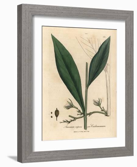 Cardamom, Elettaria Cardamomum-James Sowerby-Framed Giclee Print