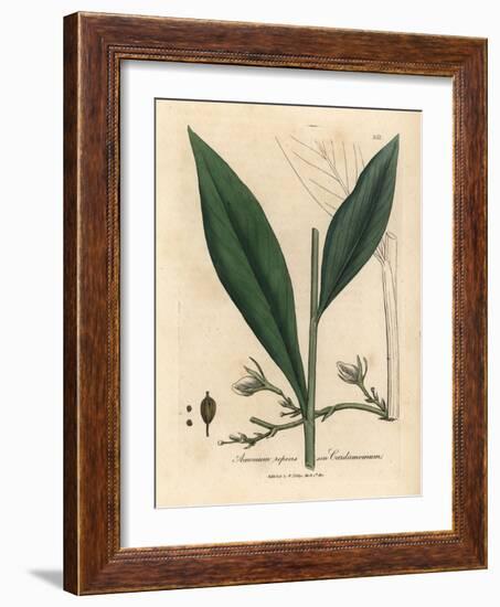 Cardamom, Elettaria Cardamomum-James Sowerby-Framed Giclee Print