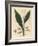 Cardamom, Elettaria Cardamomum-James Sowerby-Framed Giclee Print