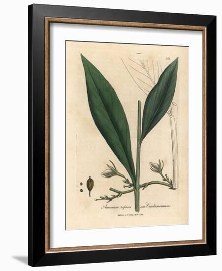 Cardamom, Elettaria Cardamomum-James Sowerby-Framed Giclee Print