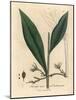Cardamom, Elettaria Cardamomum-James Sowerby-Mounted Giclee Print