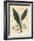 Cardamom, Elettaria Cardamomum-James Sowerby-Framed Giclee Print